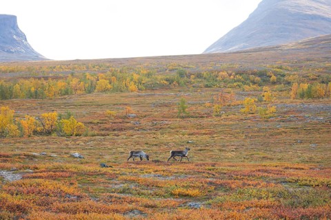 Reindeer herd at Abisko National Park in the colourful autumn of Lapland below Lapporten,