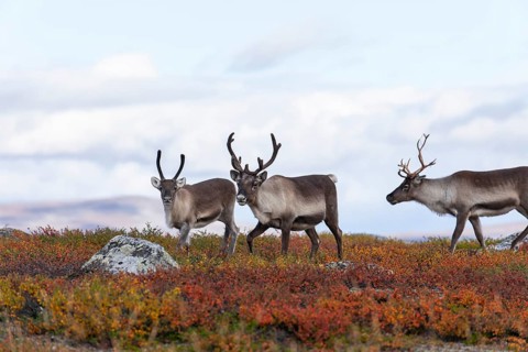 Reindeer herd at Abisko National Park in the colourful autumn of Lapland below Lapporten,
