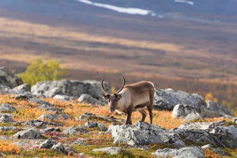Reindeer at Abisko National Park in the colourful autumn of Lapland below Lapporten, Cuonjávággi