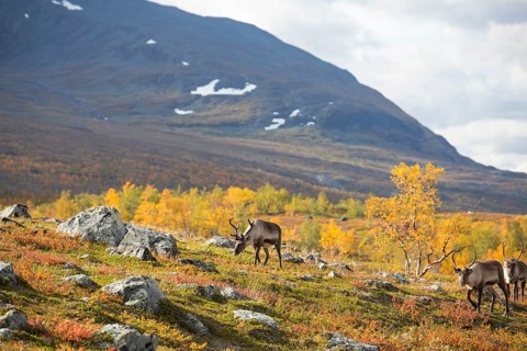 Reindeer herd at Abisko National Park in the colourful autumn of Lapland below Lapporten,