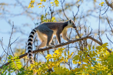 A ring-tailed lemur (Lemur catta) runs across a branch high up in a tree against the light on a