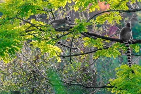 A ring-tailed lemur (Lemur catta) jumps onto a branch against the light on a sunny day. Southern