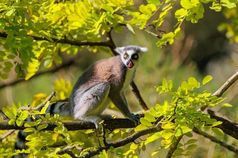 A ring-tailed lemur (Lemur catta) sits on a sunny day high up in a tree among fresh green leaves.