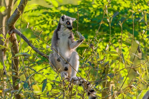 A ring-tailed lemur (Lemur catta) sits on a sunny day high up in a tree eating fresh green leaves.