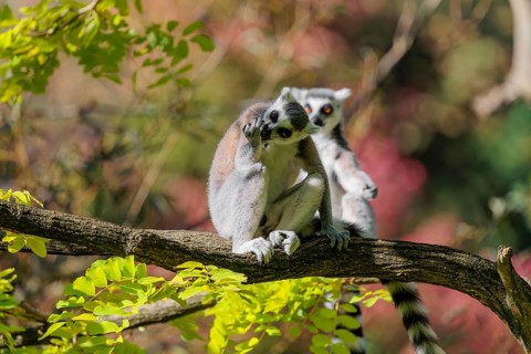 Two ring-tailed lemurs (Lemur catta) sit on a sunny day high up in a tree among fresh green leaves