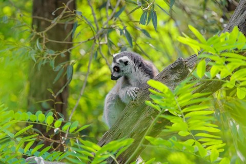 A ring-tailed lemur (Lemur catta) sits on a cloudy day high up in a tree on a branch between fresh
