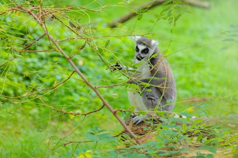 A ring-tailed lemur (Lemur catta) sits on a rotten tree lying on the ground and eats something.