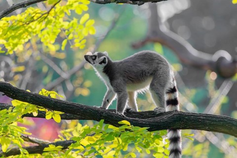 A ring-tailed lemur (Lemur catta) stands on a branch high up in a tree against the light on a sunny