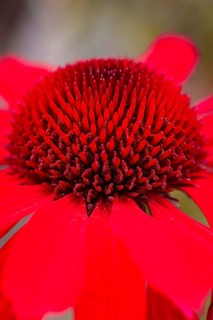 Macro photograph of a bright red flower with many petals in detail, Mainau Island, Lake Constance,