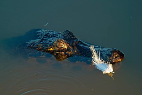 Spectacled caiman (Caiman yacare, Caiman crocodilus yacare), portrait, Pantanal, Brazil, South