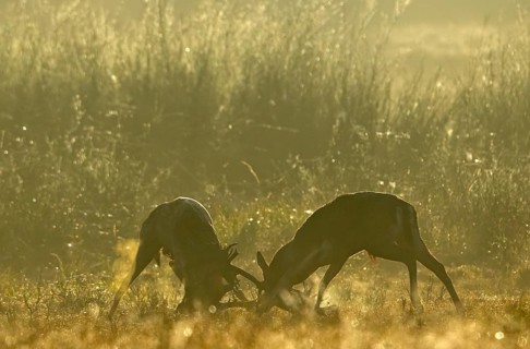 European fallow deer (dama dama) fighting during the rut, Hesse, Germany