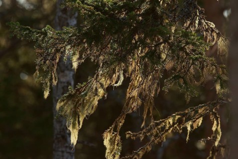 Bearded lichen, Taiga (Alectoria sarmentosa), Finland