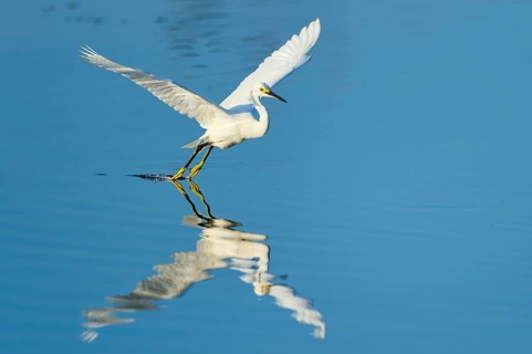 A heron touches the water with its claws during flight, Great Egret (Egretta thula), Florida, USA