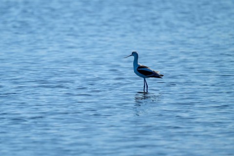 A single bird stands quietly in the blue water, conveying a sense of solitude, American avocet,