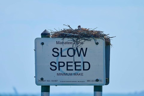 A sign with an osprey nest under a clear sky, calm sea in the background, Merritt Island National