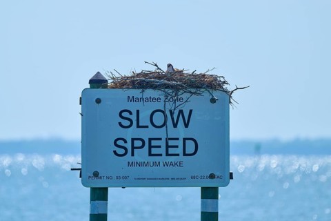 A traffic sign with an osprey nest against a calm blue ocean background, Merritt Island National