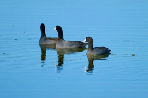 Three coots swimming in calm water with clear reflections of a natural environment, American