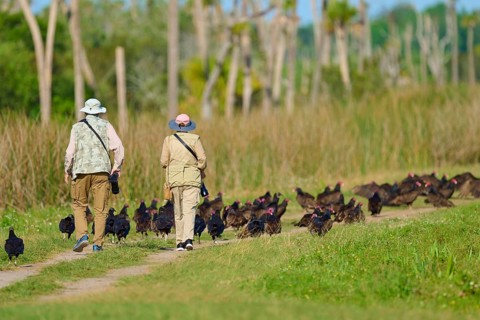 Two people walking across a field surrounded by a large group of turkey vultures (Cathartes aura),