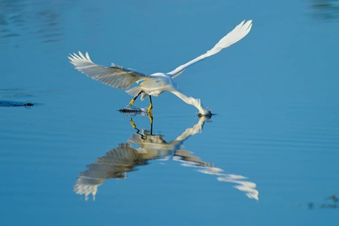 A heron gently touches the water with its beak in flight, Great Egret (Egretta thula), Florida, USA