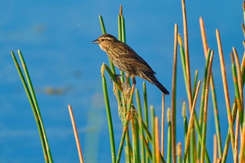 A bird sits quietly on reeds by a lake under a blue sky, Red-winged Blackbird (Agelaius