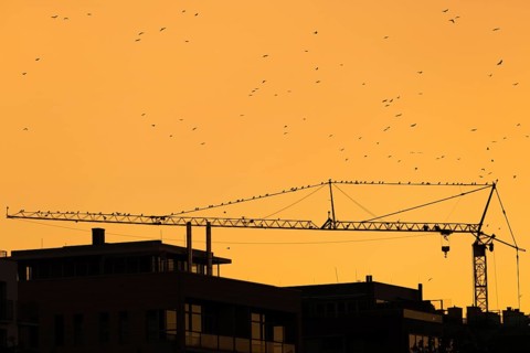 Numerous birds sitting on a construction crane at sunset in Frankfurt am Main, Frankfurt am Main,