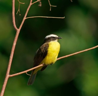 Sulphur-masked tyrant (Pitangus sulphuratus), Pantanal, Brazil, South America