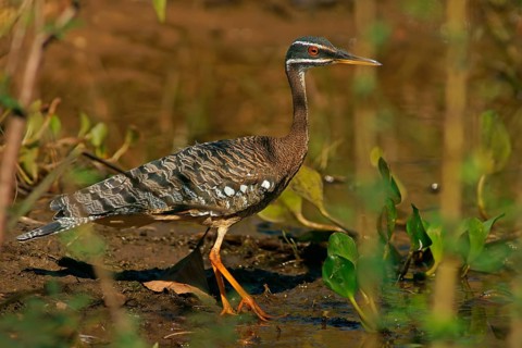 Sun rail (Eurypyga helias) Pantanal Brazil