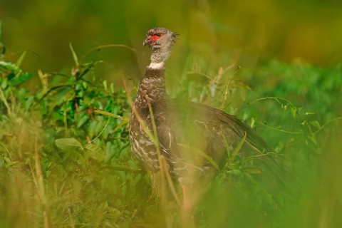 Collared Weirbird (Chauna torquata), Pantanal, Brazil, South America