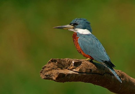 Red-breasted Kingfisher (Megaceryle torquata), Pantanal, Brazil, South America