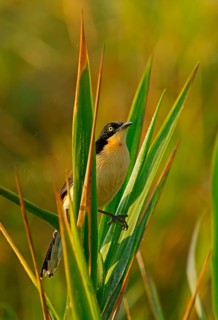 Reed Thrasher (Donacobius atricapilla), Pantanal, Brazil, South America