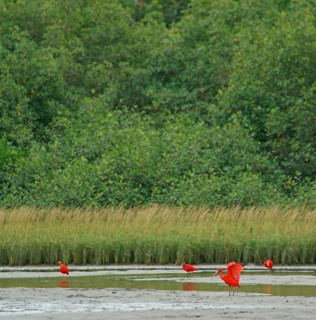 Scarlet Ibis (Eudocimus ruber), Mata Atlantica, Brazil, South America