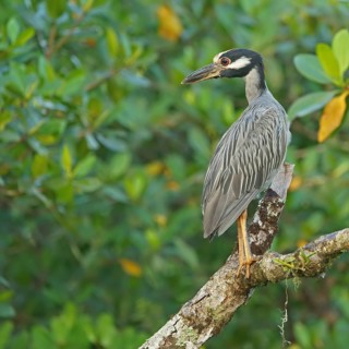 Crab Heron (Nycticorax violaca), Mata Atlantica, Brazil, South America