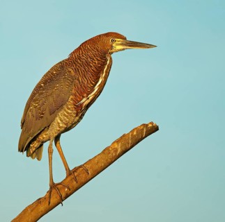 Marbled heron (Tigrisoma lineatum) juvenile, Pantanal, Brazil, South America