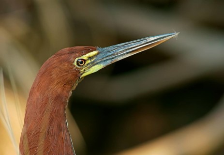 Marbled heron (Tigrisoma lineatum), Pantanal, Brazil, South America