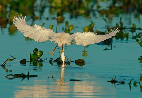 Great White Egret (Egretta thula) Pantanal Brazil