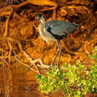 Cocoi Heron (Ardea cocoi), Pantanal, Brazil, South America