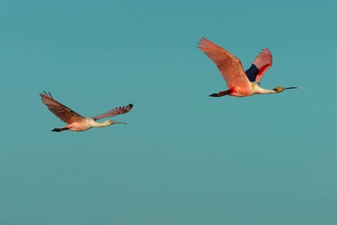 Roseate spoonbill (Ajaia ajaja) Pantanal Brazil
