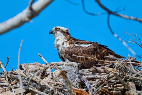 An osprey sits comfortably in its nest of branches under a clear sky, Osprey (Pandion haliaetus),