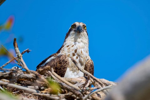 An osprey sits in a nest and looks attentively into the distance, Osprey (Pandion haliaetus),