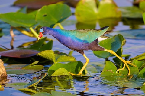 A vividly coloured bird walks on green leaves in the water, Lesser Sultana (Porphyrio martinica),