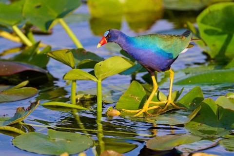 A colourful bird stands at attention on floating leaves in the water, Lesser Sultana (Porphyrio