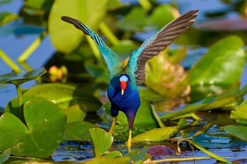 A bright bird with raised wings moves on green leaves, Lesser Sultana (Porphyrio martinica),