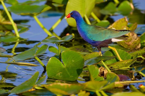 A pretty bird with bright colours stands on water-covered leaves, Lesser Sultana (Porphyrio