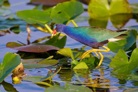 A colourful bird crosses the water surface on green leaves, Lesser Sultana (Porphyrio martinica),