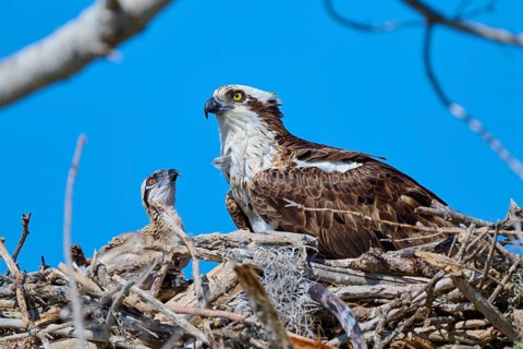 An osprey with its young in the nest in front of a clear sky, Osprey (Pandion haliaetus),