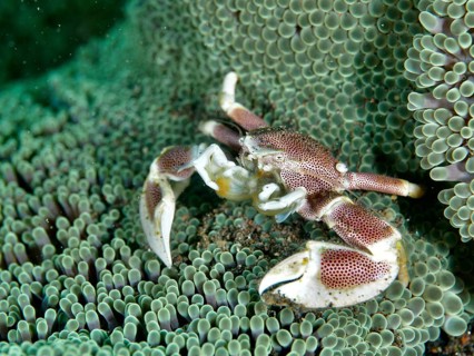 Red and white crab, spotted porcelain crab (Neopetrolisthes maculatus), on a green sea anemone.