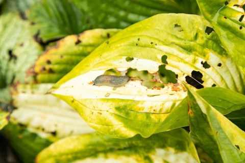 Hosta leaves damaged by Slugs, plant diseases, plant pathology