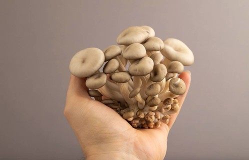 Raw Oyster mushroom, Pleurotus ostreatus with hand on gray pastel paper background. Side view, copy