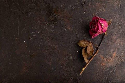 Withered dried pink Rose on black concrete background, top view, flat lay, copy space, minimalism