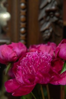Beautiful red, burgundy peony Waikiki flower. Closeup. Blurred background, selective focus